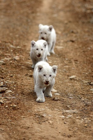 Three very young baby white lion walks towards the camera.